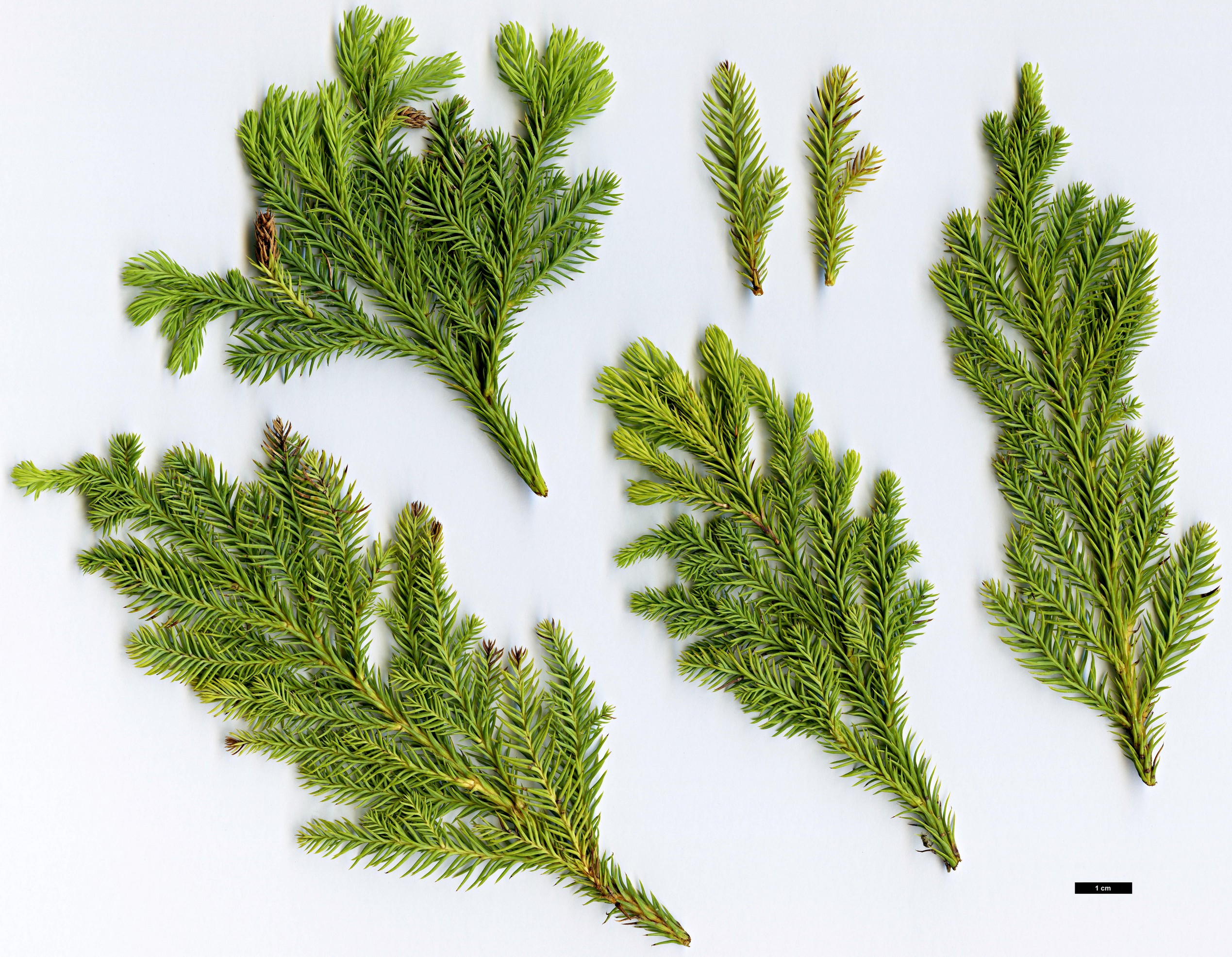 High resolution image: Family: Podocarpaceae - Genus: Dacrydium - Taxon: aff. elatum